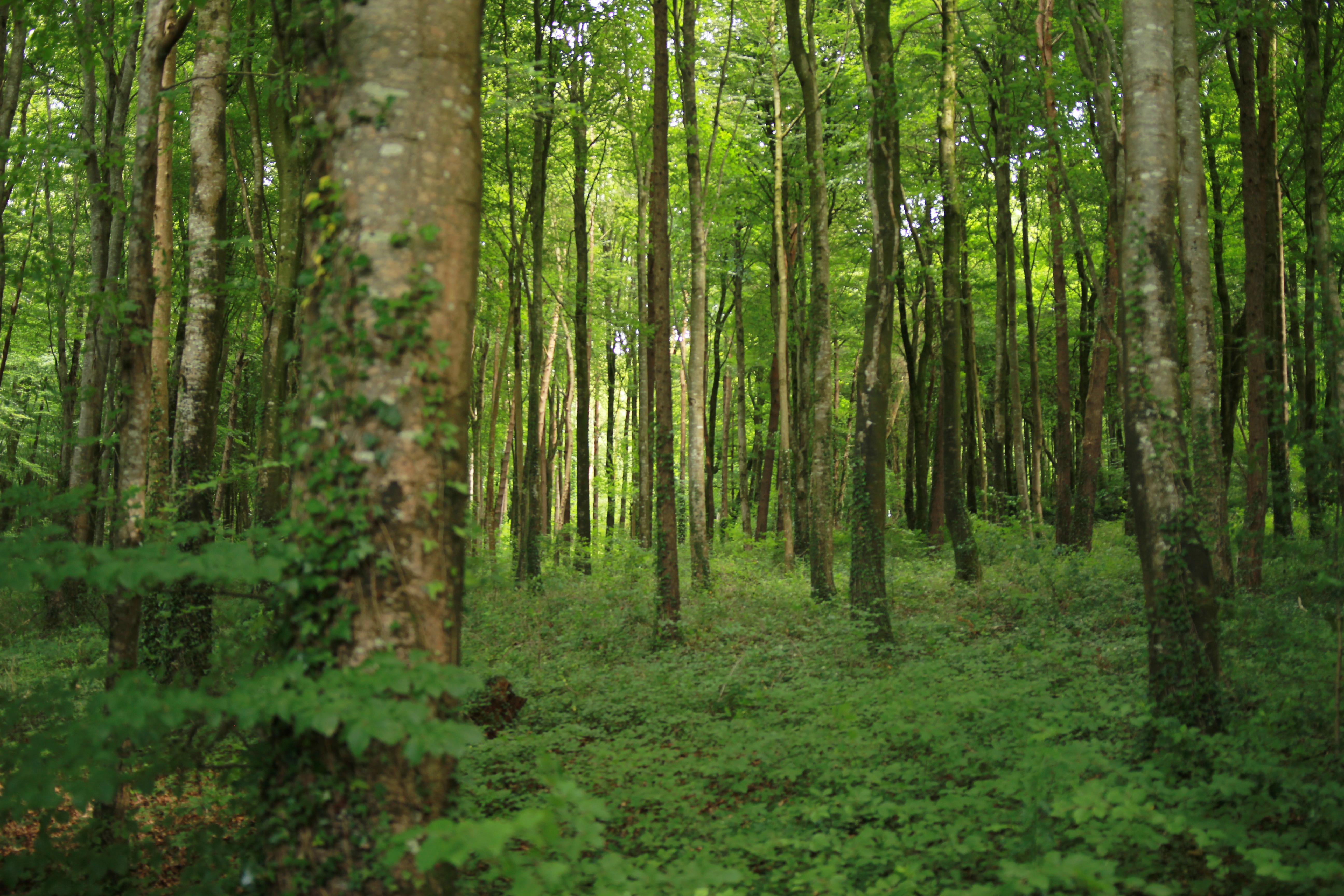 Knockanacree Woods Parkrun: A Green Therapy Parkrun nestled in Tipperary