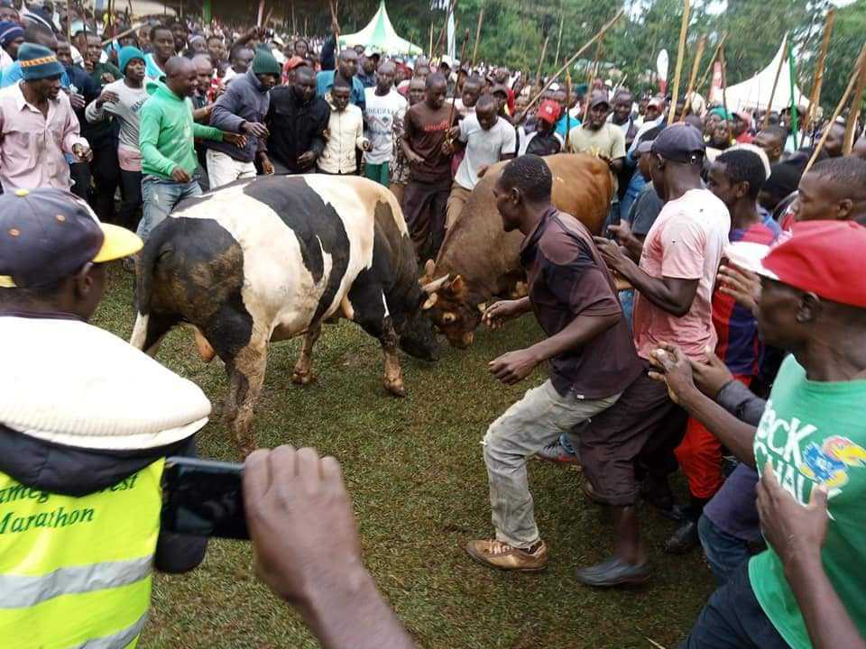 4 reasons why the Kakamega Forest Marathon is a must-attend event in Kenya