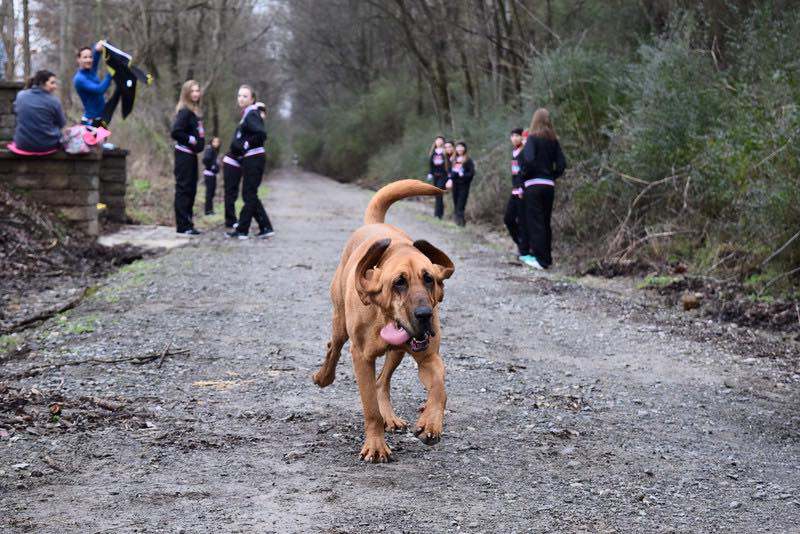 Dog finishes 7th in Half Marathon after being let out for a pee