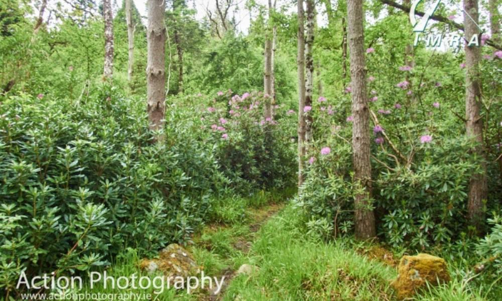Union Wood Welcomes Final Chapter of Sligo Women's Trail Series 2024